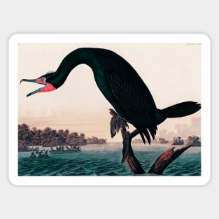 Bird of America  Bird, bird lover, america, beautiful  Public domain painting by John James Audubon Sticker